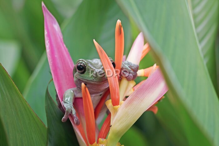 Papier peint  Dumpy frog &quot;litoria caerulea&quot; on Strelitzia Reginae flowers, Dumpy frog on branch, tree frog on branch, amphibian closeup