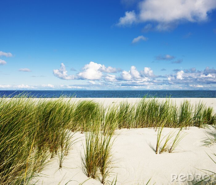 Papier peint  Dunes et nature