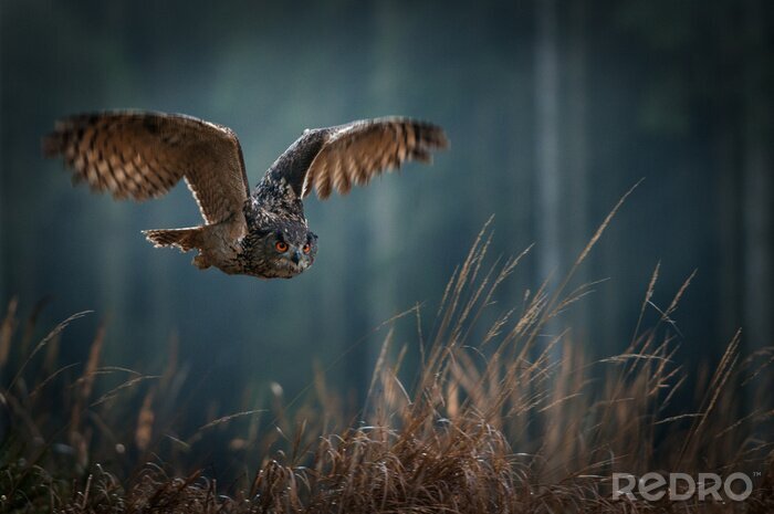 Papier peint  Eagle owl flying in the night forest. Big night bird of prey with big orange eyes hunting in the dark forest. Action scene from the forest with owl. Bird in fly with wide open wing.