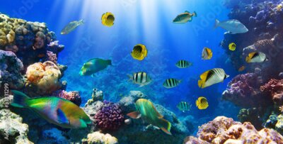 Papier peint  Eaux claires de l'océan