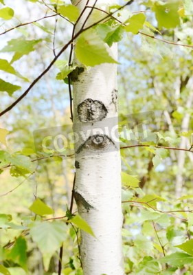 Papier peint  Écorce de bouleau