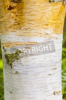 Papier peint  Écorce de bouleau blanc