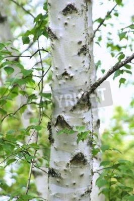 Papier peint  Écorce de bouleau en gros plan