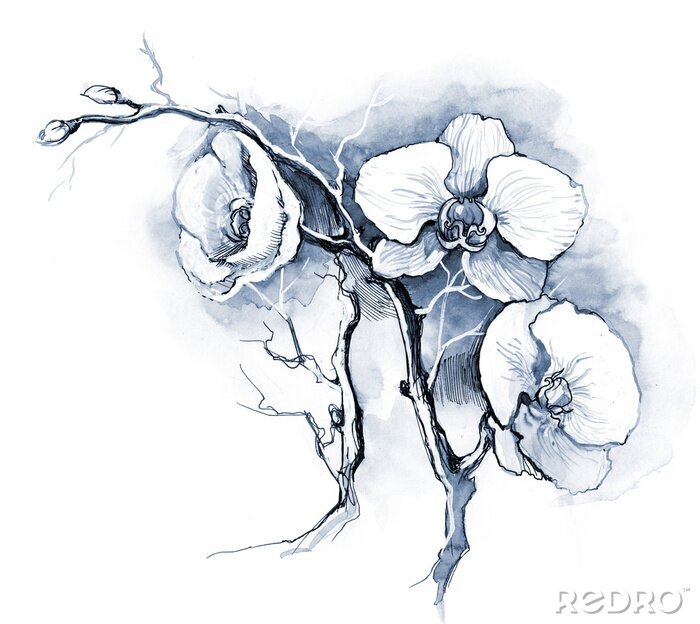 Papier peint  Een delicate orchidee getekend met een scherpe lijn