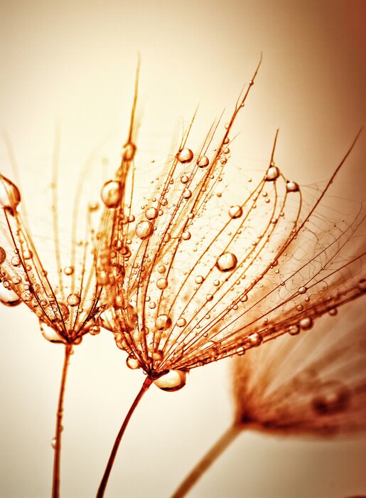 Papier peint  Effet sépia et pissenlit