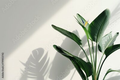 Papier peint  elegant composition featuring the Strelitzia birds of paradise plant, a rare and endangered species, captured in perfect focus with minimalist precision against a white backdrop, h