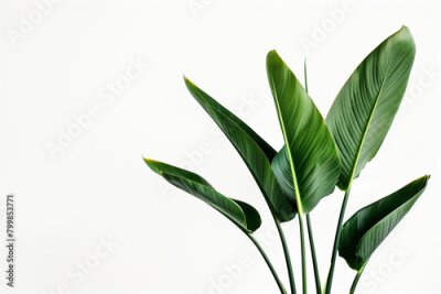 Papier peint  elegant composition featuring the Strelitzia birds of paradise plant, a rare and endangered species, captured in perfect focus with minimalist precision against a white backdrop, h