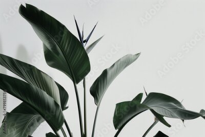 Papier peint  elegant composition featuring the Strelitzia birds of paradise plant, a rare and endangered species, captured in perfect focus with minimalist precision against a white backdrop, h