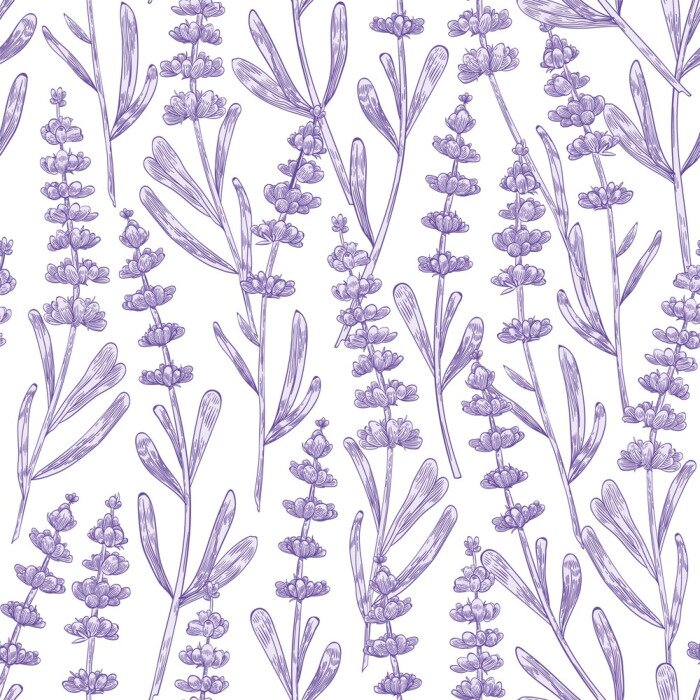 Papier peint  Elegant seamless pattern with lavender flowers hand drawn on white background. Backdrop with meadow flowering plant, blooming wildflower used in aromatherapy. Monochrome botanical vector illustration.