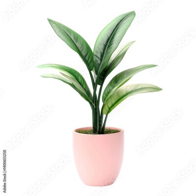 Papier peint  Elegant Strelitzia Reginae plant in a pink pot on a transparent background Concept of home decor, interior design, and botanical illustration