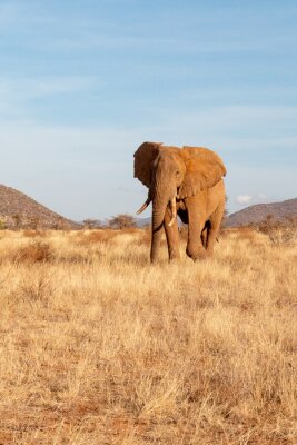 Papier peint  Eléphant africain safari