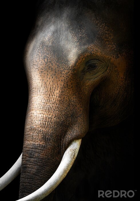 Papier peint  Eléphant asiatique