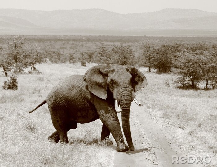 Papier peint  Eléphant au milieu de la végétation