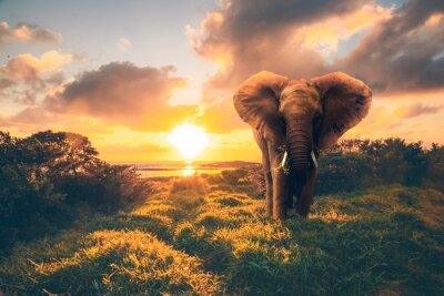 Papier peint  Elephant au soleil couchant