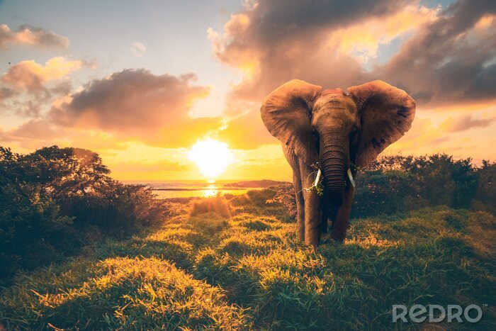 Papier peint  Elephant au soleil couchant