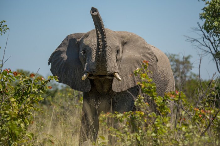 Papier peint  Eléphant avec la trompe levée