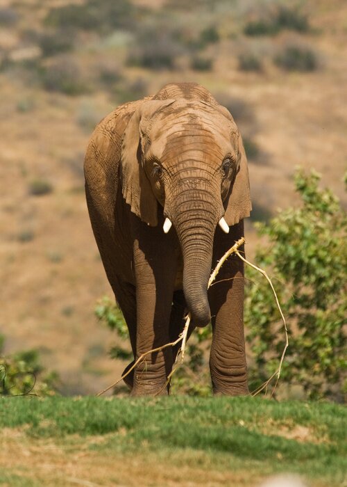 Papier peint  Eléphant avec un morceau de bois