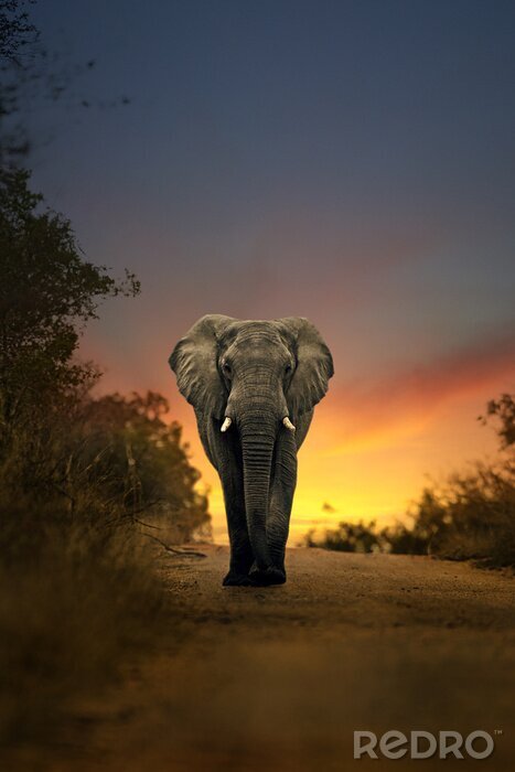 Papier peint  Éléphant d'Afrique