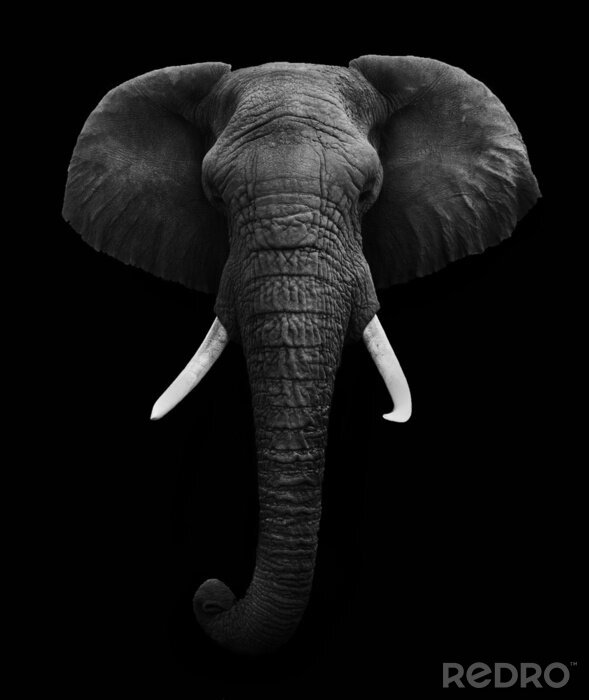 Papier peint  Éléphant d'Afrique sur fond noir