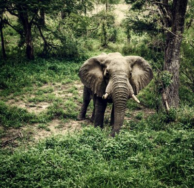 Eléphant d'Afrique sur un chemin