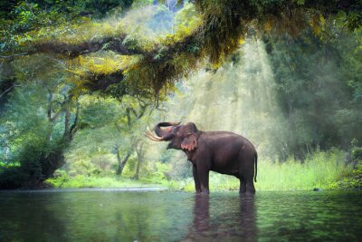 Papier peint  Eléphant dans la jungle