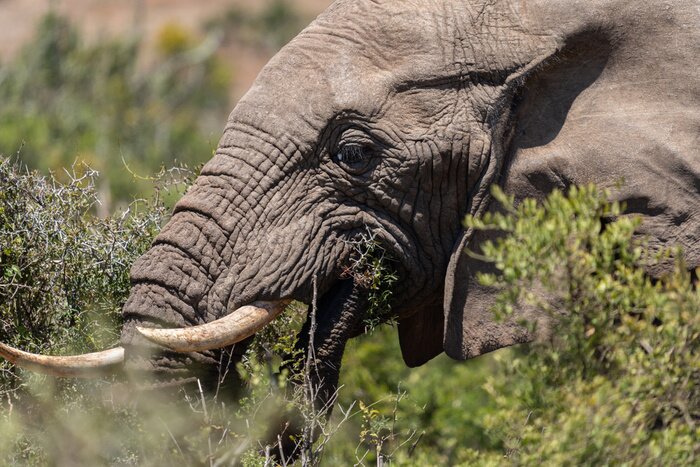 Papier peint  Eléphant dans le pré