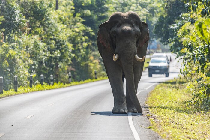 Papier peint  Eléphant dans une rue animée