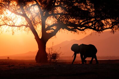 Papier peint  Elephant en Afrique