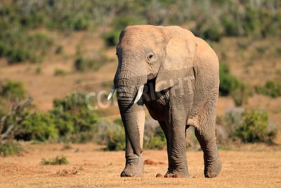 Papier peint  Eléphant en Afrique du Sud