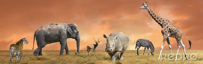 Papier peint  Eléphant et animaux africains