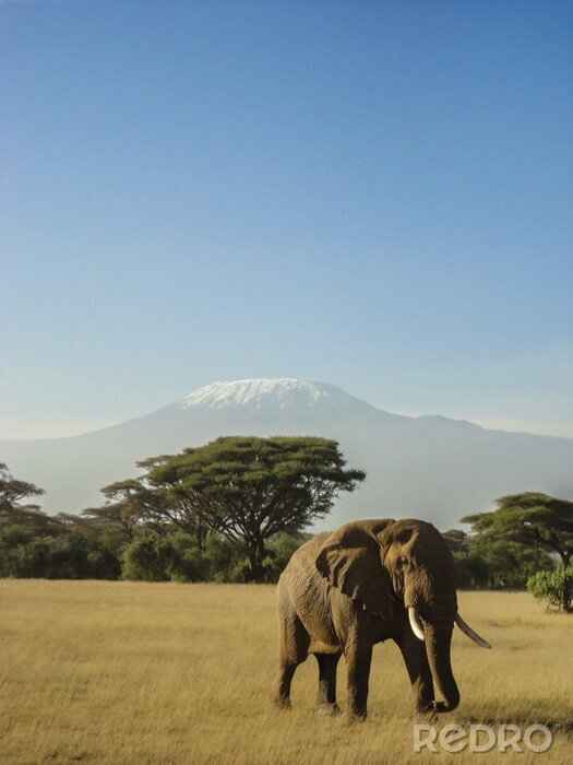Papier peint  Eléphant et la montagne de Kilimandjaro