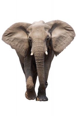 Elephant isolé