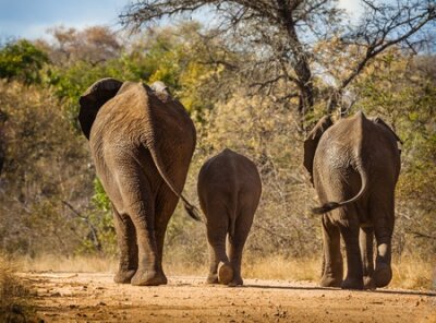 Papier peint  Elephant marche familiale en route du parc, Parc national Kruger, Afrique du Sud