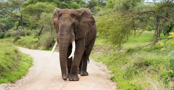 Papier peint  Eléphant parc en Tanzanie