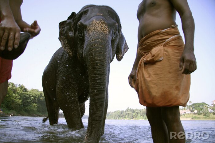 Papier peint  éléphant sortant après le bain, Inde du Sud