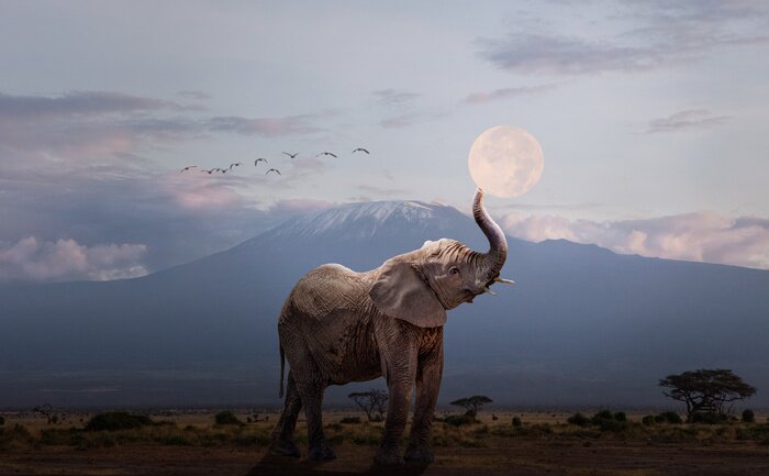 Papier peint  Eléphant sous la lune