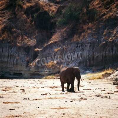 Papier peint  Eléphant sur fond d'une montagne