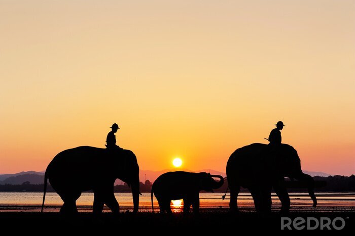 Papier peint  Éléphants au coucher du soleil sur la plage