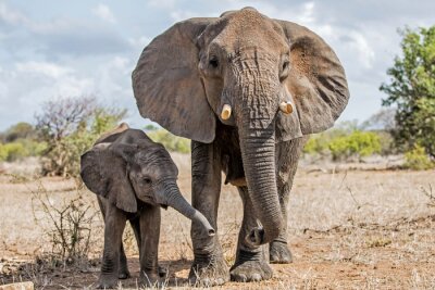 Papier peint  Eléphants au parc national Kruger
