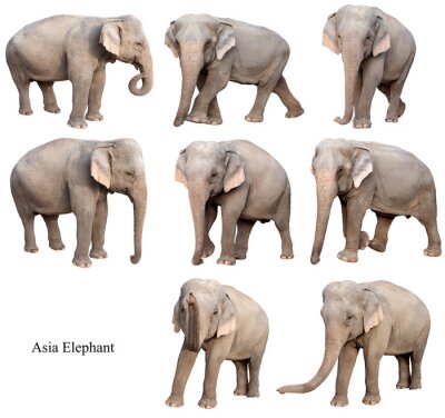 Papier peint  Eléphants en positions variées