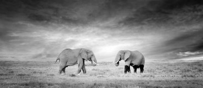 Eléphants noir et blanc