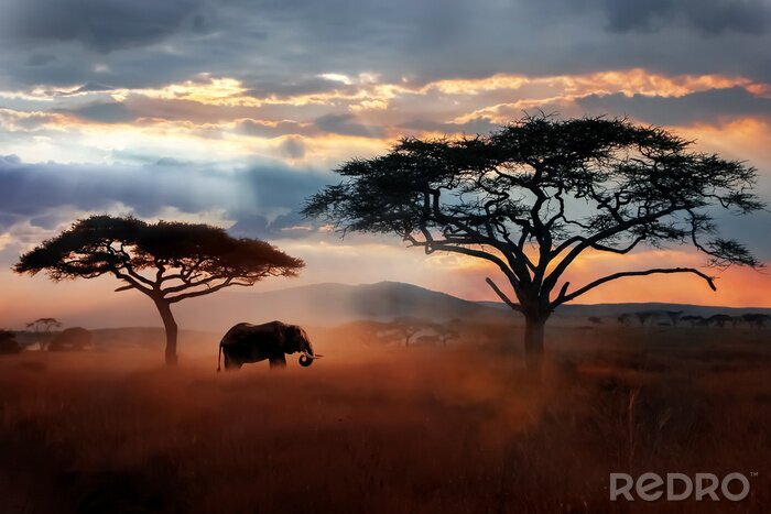 Papier peint  Eléphants paysage Tanzanie