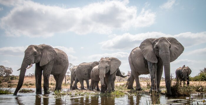 Papier peint  Eléphants près de l'eau