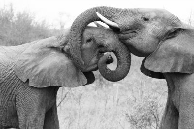 Papier peint  Eléphants s'embrassant avec les trompes