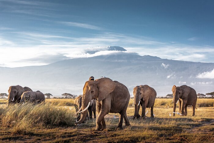 Papier peint  Eléphants sur fond de montagnes