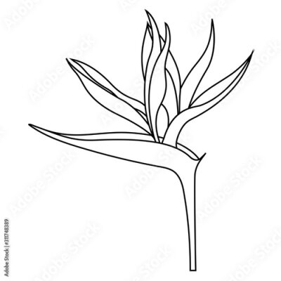 Papier peint  Empty outline of a Strelitzia reginae flower or a bird of Paradise Flower for coloring, isolated on a white background.