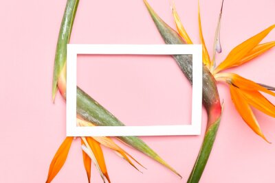 Papier peint  Empty picture frame and beautiful strelitzia flowers on pink background