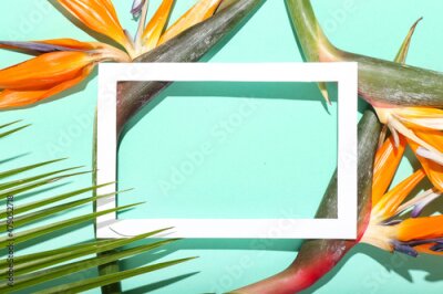 Papier peint  Empty picture frame, beautiful strelitzia flowers and palm leaf on color background, closeup
