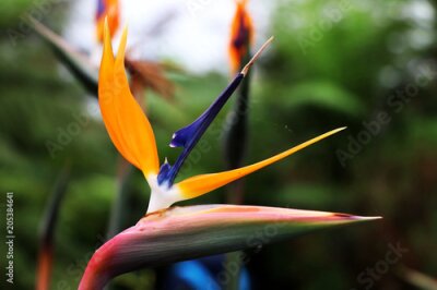 Papier peint  En serre, à Glasgow, une fleur colorée appelée Strelitzia reginae