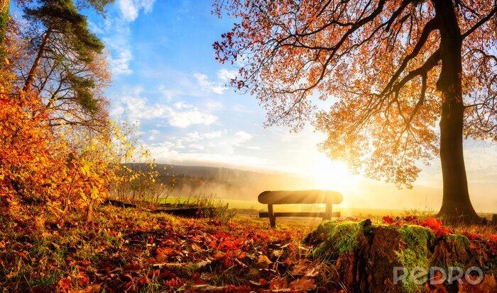 Papier peint  Enchanteur scène d'automne